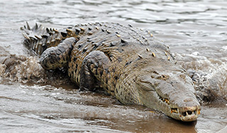 Рыбак поймал в Подмосковье крокодила Рыбак поймал в Подмосковье крокодила