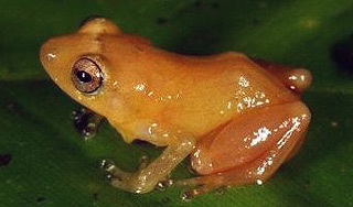 Ученые нашли лягушку-"золотоносца" Ученые нашли лягушку-"золотоносца"