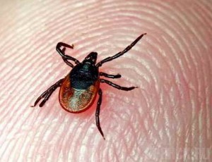 В Брянской области клещи покусали около 200 человек
