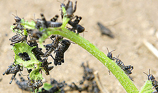 Саранча захватывает Ставрополье и Астрахань Саранча захватывает Ставрополье и Астрахань