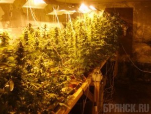 В Брянском районе ликвидировали нарколабораторию