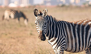 Мужчина привел в бар попугая и зебру Мужчина привел в бар попугая и зебру