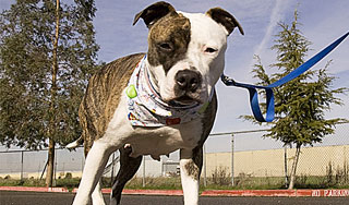 В Москве бойцовая собака напала на ребенка В Москве бойцовая собака напала на ребенка