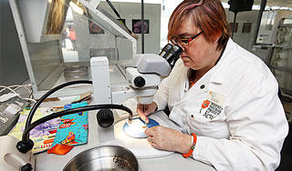 Ученые исследуют ДНК снежного человека Ученые исследуют ДНК снежного человека