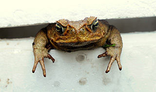 Челябинец нашел в банке с огурцами лягушку Челябинец нашел в банке с огурцами лягушку