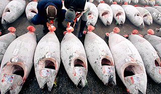 Тунец принес радиацию из Японии в США Тунец принес радиацию из Японии в США