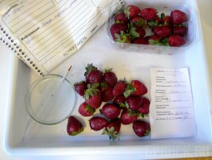 В Брянской области задержали 100 тонн зараженной клубники