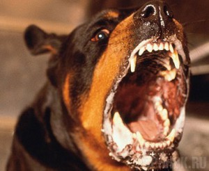 Крупный штраф грозит брянцу, чья собака покусала ветерана