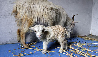 Мать держала ребенка в загоне с козами Мать держала ребенка в загоне с козами