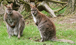 В России будет крупнейший в Европе зоопарк В России будет крупнейший в Европе зоопарк