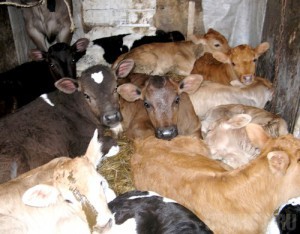 Автоинспекторы пресекли незаконную перевозку скота