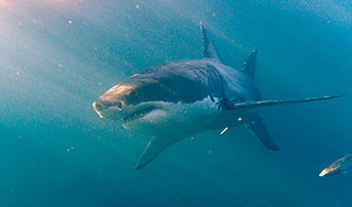 Приморье готовится к нападению акул Приморье готовится к нападению акул