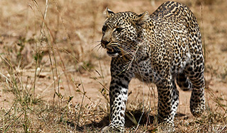 В Индии застрелили леопарда-убийцу В Индии застрелили леопарда-убийцу