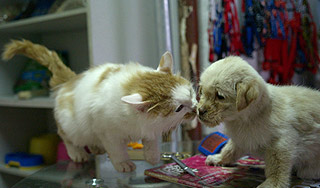 Екатеринбургские животные выйдут на митинг Екатеринбургские животные выйдут на митинг