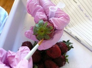 16 тонн зараженной клубники вернули поставщику