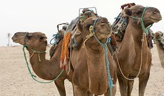 За сведения об Обаме дадут 10 верблюдов За сведения об Обаме дадут 10 верблюдов