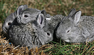 Канадка держала в доме тысячу кроликов Канадка держала в доме тысячу кроликов