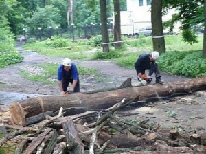В Майском парке занялись вырубкой вековых деревьев
