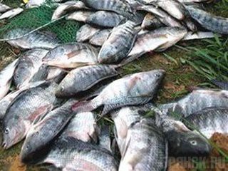 В Выгоничском районе случилось экологическое бедствие