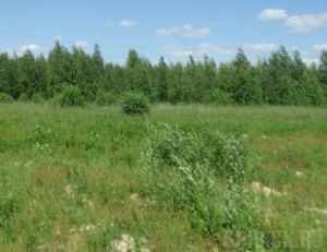Под Выгоничами 213 гектаров земли заросли сорными травами