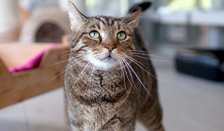 Лучшие прогнозы на Евро-2012 выдает кот Лучшие прогнозы на Евро-2012 выдает кот