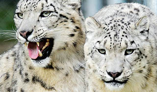 Снежных барсов поймали в фотоловушку Снежных барсов поймали в фотоловушку