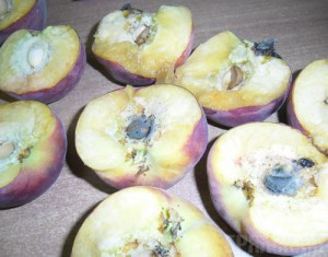 Зараженные партии клубники и персиков вернули поставщику