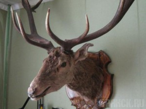 В Брянске прошел чемпионат ЦФО по таксидермии