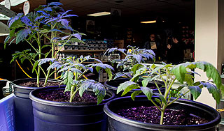 Власти Уругвая хотят легализовать "травку" Власти Уругвая хотят легализовать "травку"