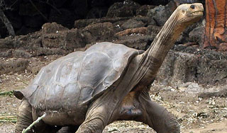 Умерла самая знаменитая черепаха в мире Умерла самая знаменитая черепаха в мире