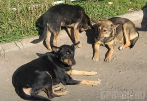 Для утилизации трупов животных в Брянске построят крематор