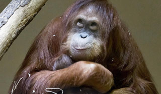 Обезьяне пересадили сердце свиньи Обезьяне пересадили сердце свиньи