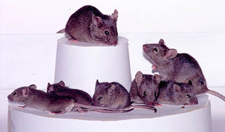 В США наркоманы угнали фургон с мышами В США наркоманы угнали фургон с мышами