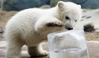 Якуты приютили одинокого медвежонка Якуты приютили одинокого медвежонка