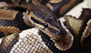 В Марий Эл ищут сбежавшего питона В Марий Эл ищут сбежавшего питона