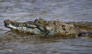 Крокодил с Филиппин признан самым крупным Крокодил с Филиппин признан самым крупным