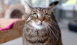 Коты могут спровоцировать суицид у хозяек Коты могут спровоцировать суицид у хозяек