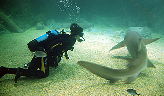 Родители "бросили" 5-летнюю дочь стае акул Родители "бросили" 5-летнюю дочь стае акул