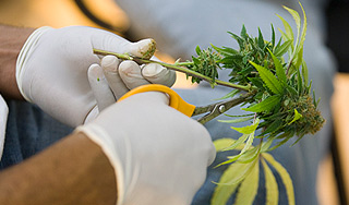 Ученые вывели "полезный" сорт конопли Ученые вывели "полезный" сорт конопли