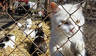 Китайцы съедают 10 тысяч кошек в день Китайцы съедают 10 тысяч кошек в день