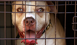 Бойцовая собака откусила женщине пальцы Бойцовая собака откусила женщине пальцы