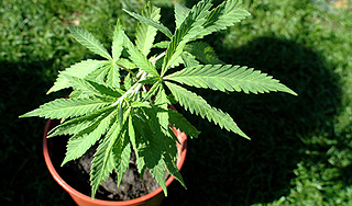 Лекарство из конопли проверяют на британцах Лекарство из конопли проверяют на британцах