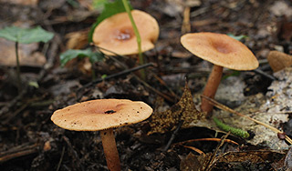 Под Калугой выросли грибы с радиацией Под Калугой выросли грибы с радиацией