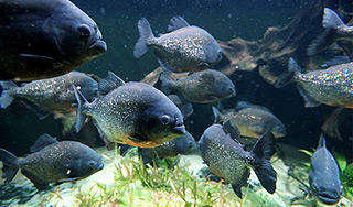 Китайские власти объявили охоту на пираний Китайские власти объявили охоту на пираний