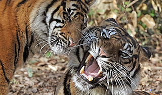 Тигры загрызли самоубийцу в зоопарке Тигры загрызли самоубийцу в зоопарке