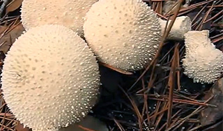 Канадец нашел 26-килограммовый гриб Канадец нашел 26-килограммовый гриб