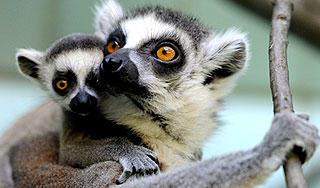 Лемурам грозит вымирание Лемурам грозит вымирание