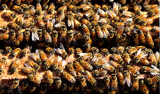 Тысячи пчел атаковали шведов в Стокгольмe Тысячи пчел атаковали шведов в Стокгольмe