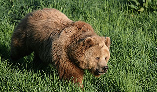 Медведь Фрикаделька ворует еду в США Медведь Фрикаделька ворует еду в США