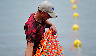 В Приморье от акул защищаются сетями В Приморье от акул защищаются сетями